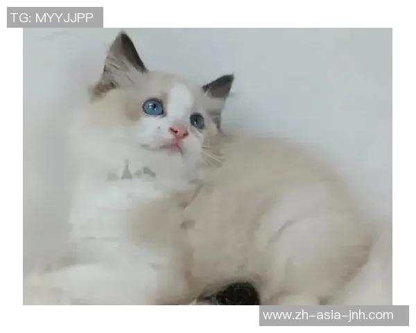 足球布偶猫的品相特点与养护要点解析